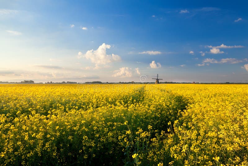 Yellow canola field, blue sky and windmill