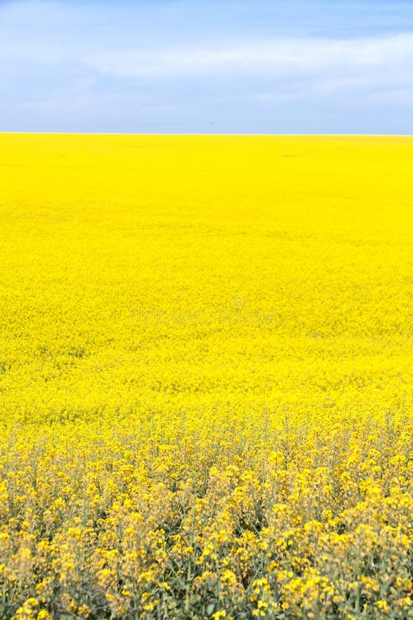 Yellow Canola Flower stock image. Image of washington 36998105