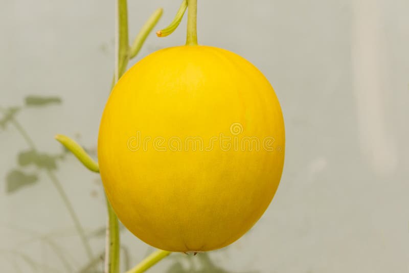 Yellow Cantaloupe Melons Growing in a Greenhouse Stock Photo Image of
