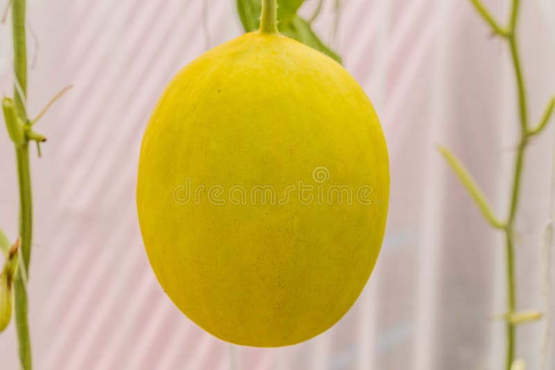Yellow Cantaloupe Melon Growing in a Greenhouse. Stock Photo Image of