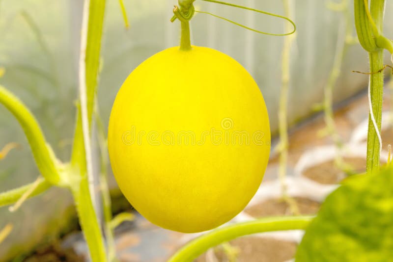 Yellow Cantaloupe Melon Growing in a Greenhouse. Stock Photo Image of