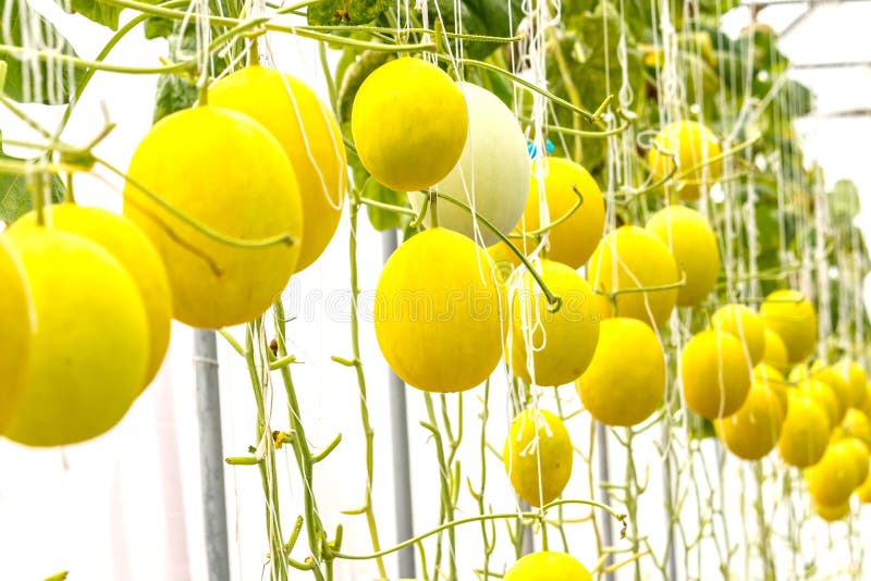 Yellow Cantaloupe Melon Growing in a Greenhouse. Stock Image Image of
