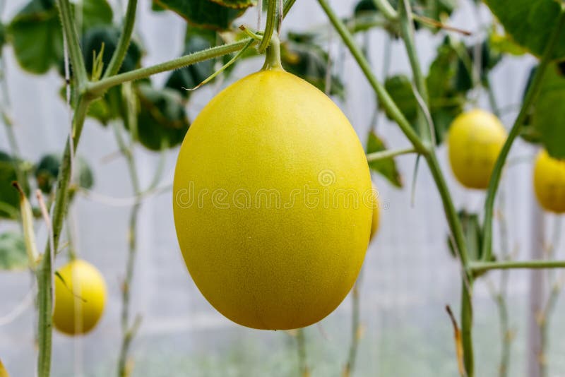 Yellow Cantaloupe Melons Growing in a Greenhouse Stock Photo Image of