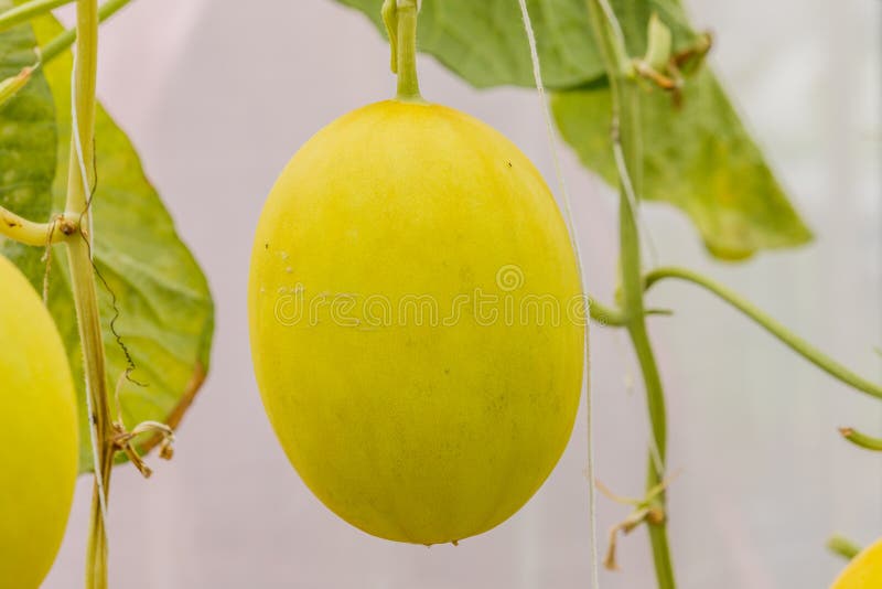 Yellow Cantaloupe Melon Growing in a Greenhouse. Stock Image Image of