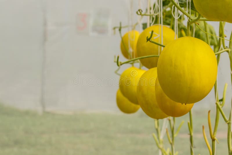Yellow Cantaloupe Melon Growing in a Greenhouse. Stock Photo Image of