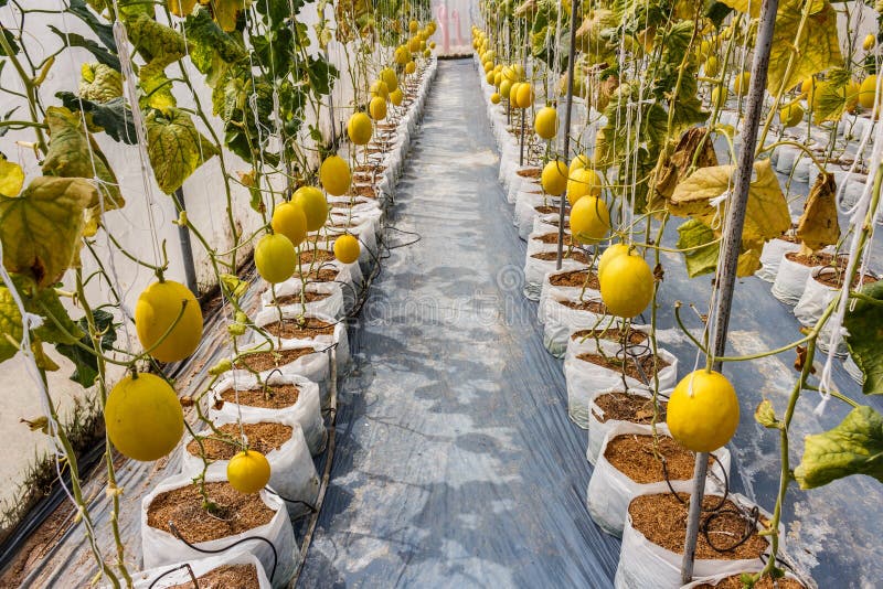 Yellow Cantaloupe Melon Growing in a Greenhouse. Stock Photo Image of