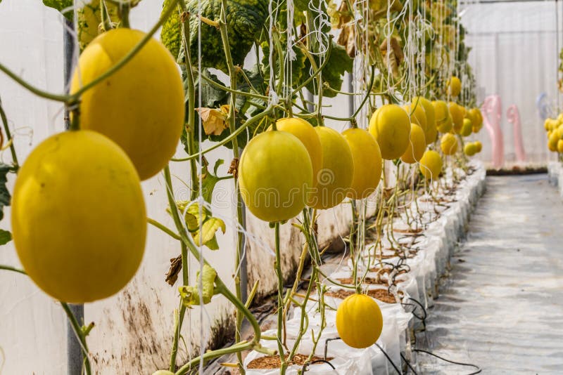 Yellow Cantaloupe Melon Growing in a Greenhouse. Stock Photo Image of