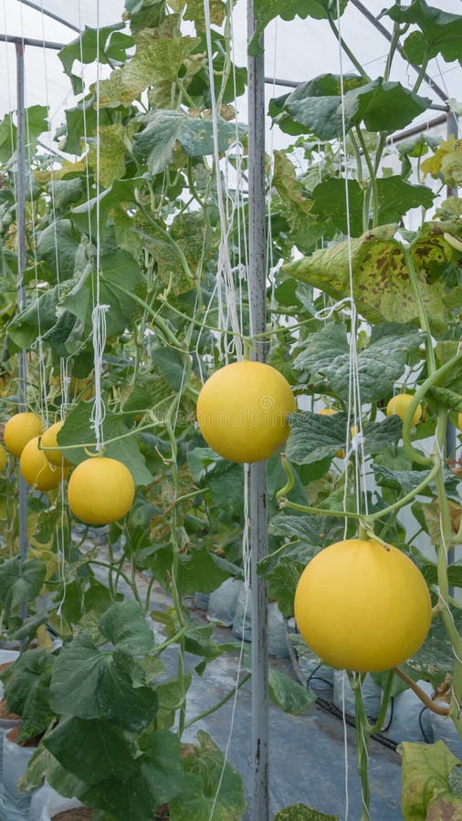 Yellow Cantaloupe melon stock image. Image of natural 85909537