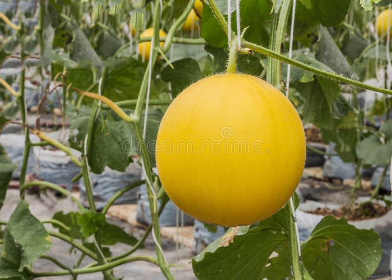 Yellow Cantaloupe Melons Growing in a Greenhouse Stock Image Image of