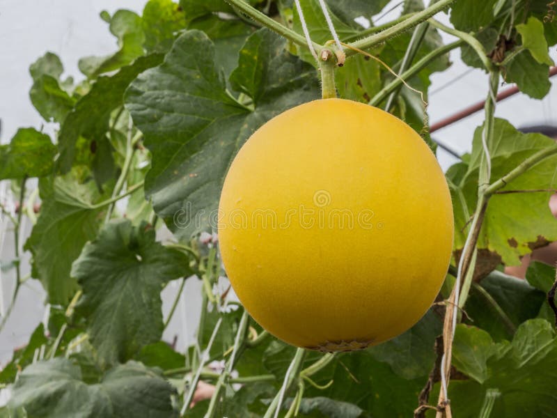 Yellow Cantaloupe Melons Growing in a Greenhouse Stock Image Image of