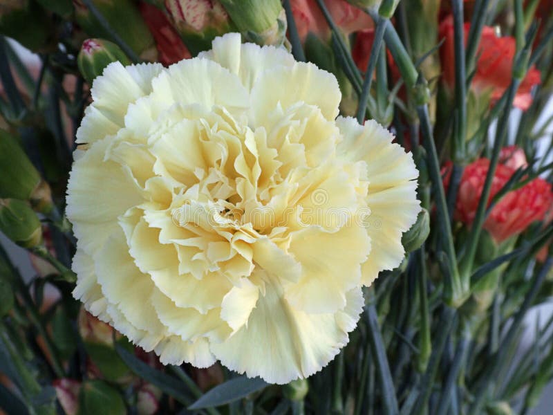 Yellow Carnation Flower stock image. Image of delicate 3972359