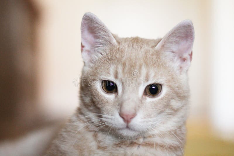 Yellow Cat stock photo. Image of pets, nose, relaxation 47428054