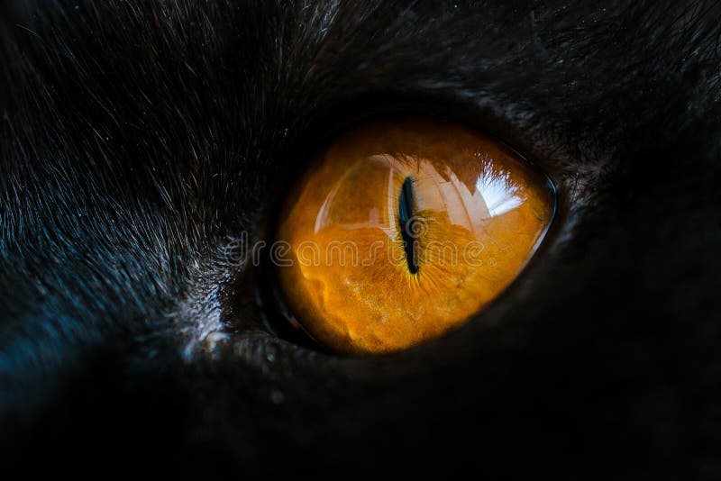 Yellow cat eye close up. Eye macro texture and detail. Deep male look