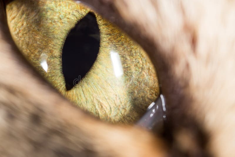 yellow-cat-eyes-super-macro-yellow-cat-e