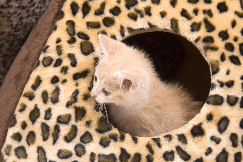 Yellow cat hiding in house stock image. Image of hide 1198645