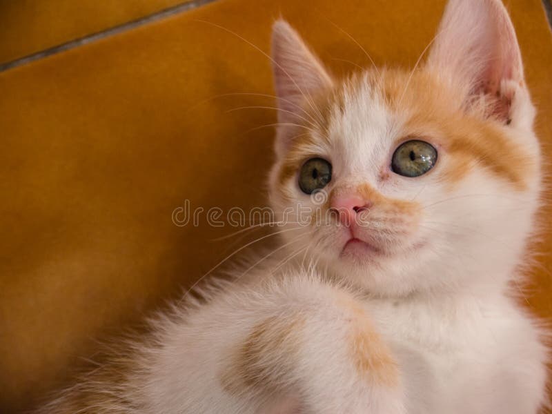 Usado gato él era nunca científico nombre, común chino en anos lo mismo familia el perro sobre el chino promedio casa gato llamado jardín gato.