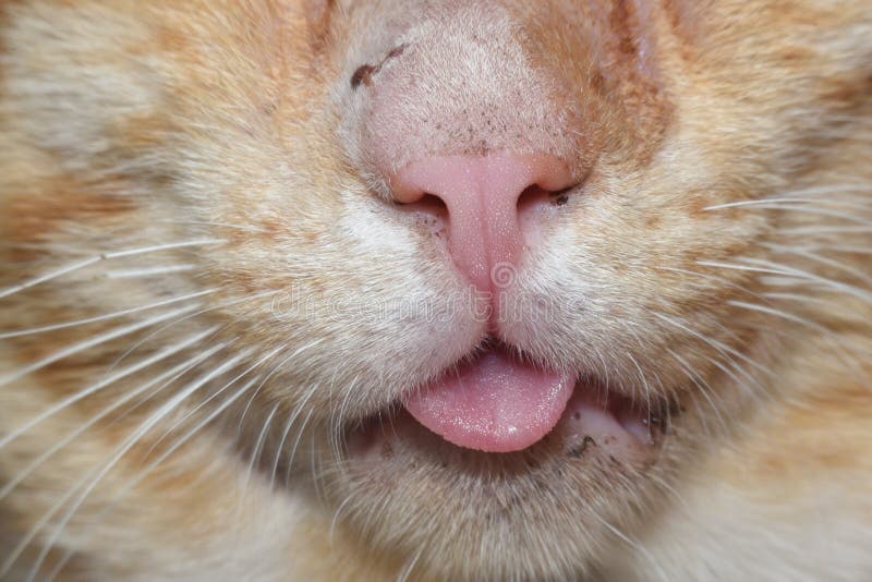 Yellow Cat is Sick and Sad Macro View Stock Image Image of yellow