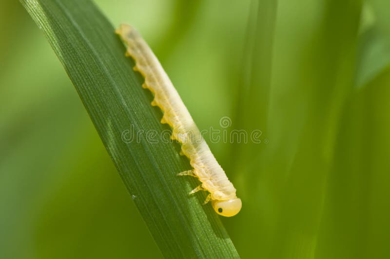 Yellow caterpillar stock image. Image of back, larva 13312273