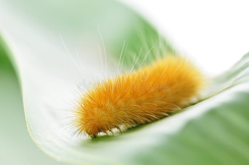 Yellow caterpillar stock image. Image of detail, caterpillar 15688029