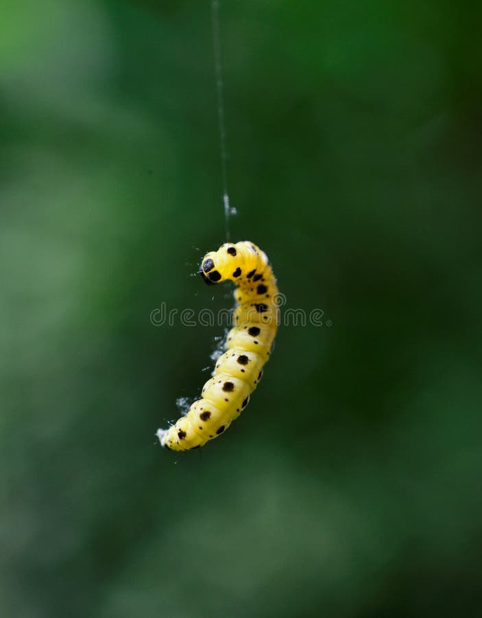 Levitate Caterpillar with Bristles. Caterpillar from Sri Lanka, Asia