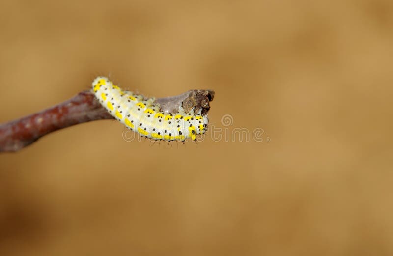 Yellow caterpillar stock image. Image of color, butterfly 43993369