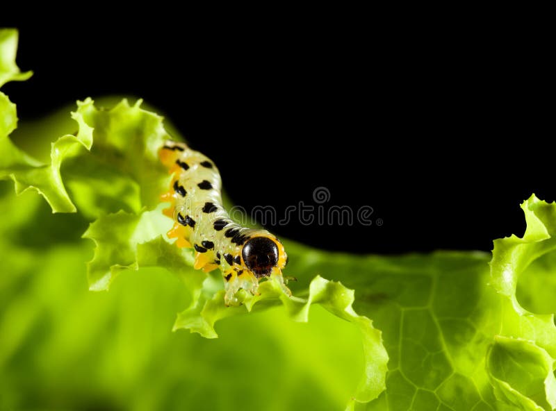 Pest Caterpillar Lettuce Stock Photos Free & RoyaltyFree Stock