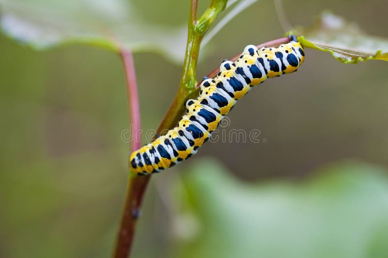 Yellow caterpillar