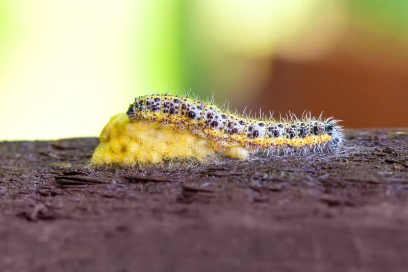 Caterpillar Eggs of the Large Cabbage White Butterfly, Pieris Brassicae