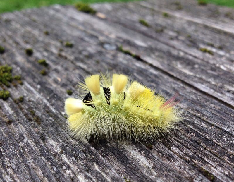 Yellow caterpillar stock photo. Image of horizontal, background 77641298