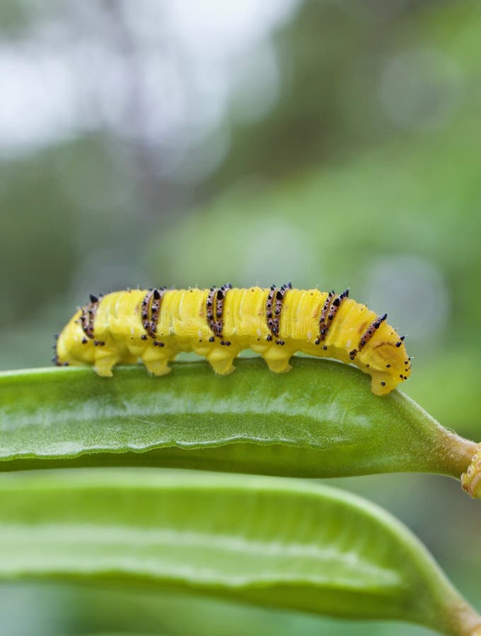 Caterpillar With Yellow Stripes On The Sides Stock Image Image of
