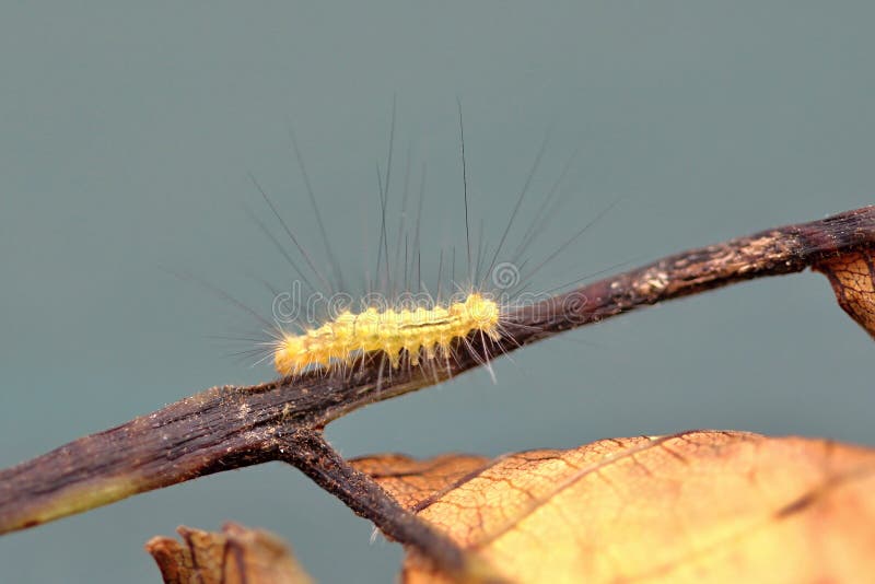 Yellow Caterpillar stock photo. Image of window, caterpillar 32161784