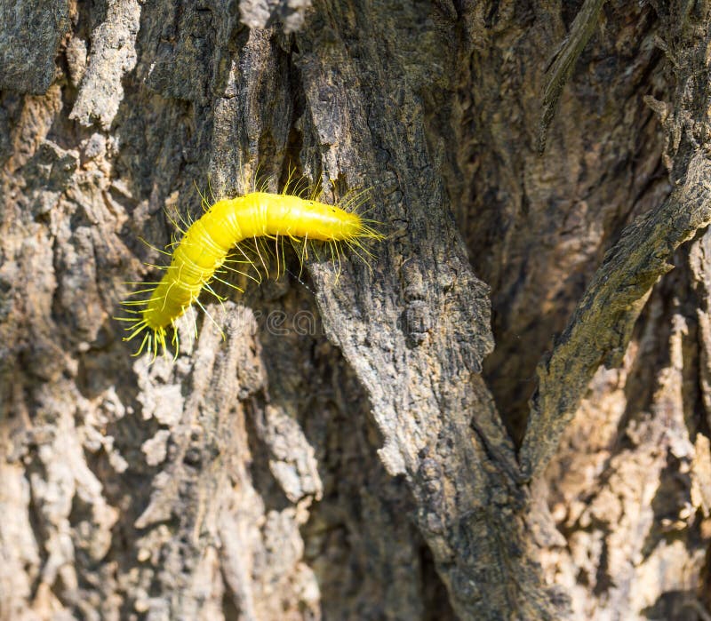 Yellow caterpillar stock photo. Image of stages, plant 39293788