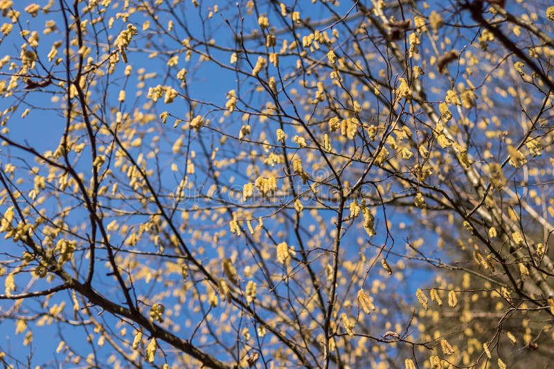 Yellow Catkins on the Branches of a Tree Stock Photo Image of pollen