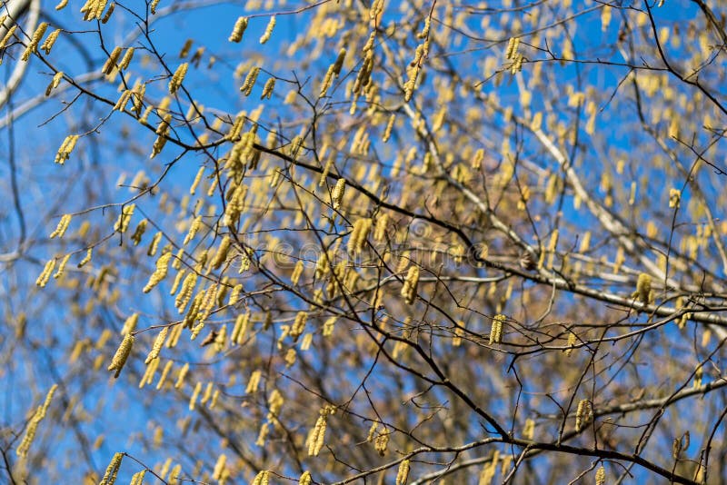 Yellow Catkins on the Branches of a Tree Stock Photo Image of forest