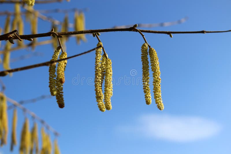 Yellow Catkins in Spring stock photo. Image of bloom 112491750