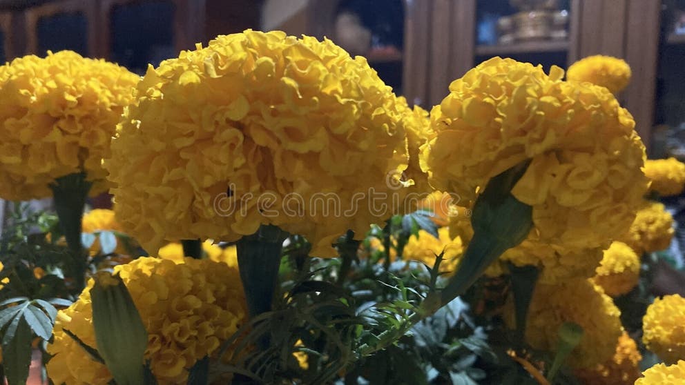 179 Cempasuchil Bouquet Stock Photos - Free & Royalty-Free Stock Photos