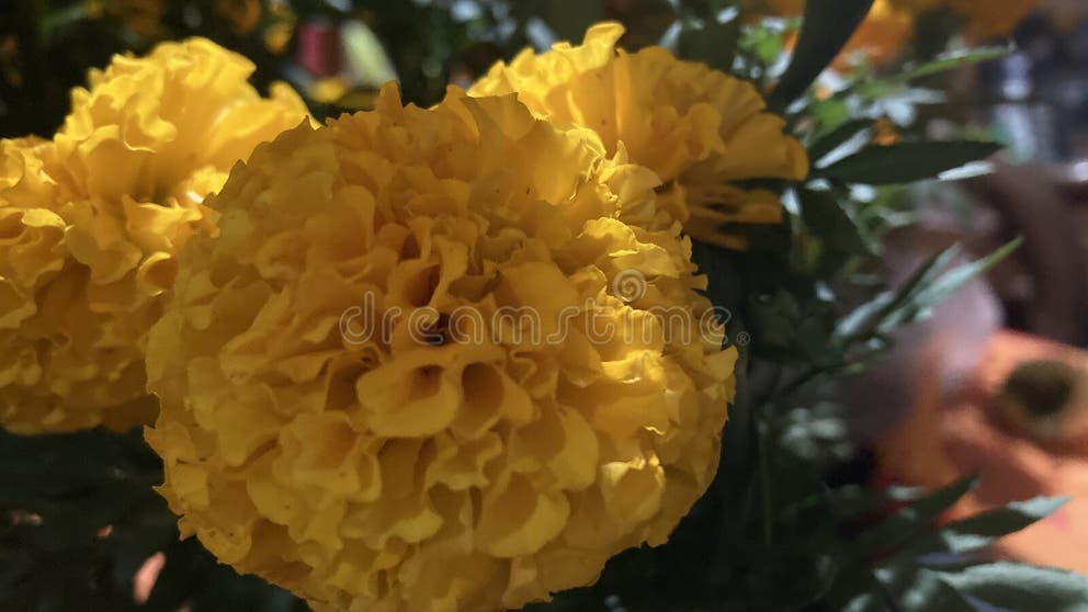 179 Cempasuchil Bouquet Stock Photos - Free & Royalty-Free Stock Photos