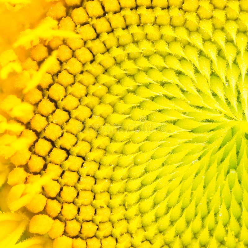 Yellow center of sunflower stock photo. Image of flower 33193592