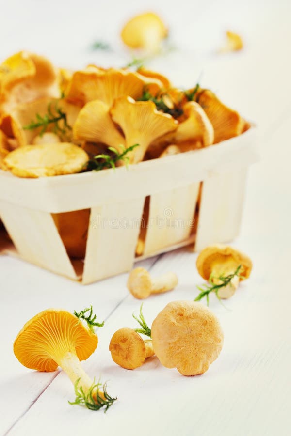 Yellow chanterelle (cantharellus cibarius) on a white background