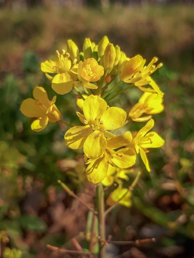 Yellow Charlock Mustard Flowers in Spring Stock Image Image of plant