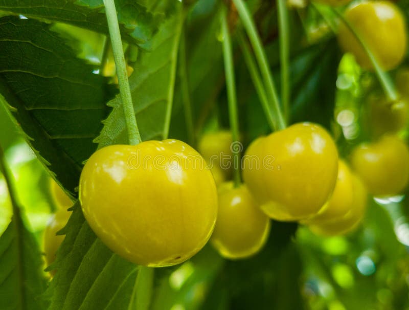 yellow cherry plum