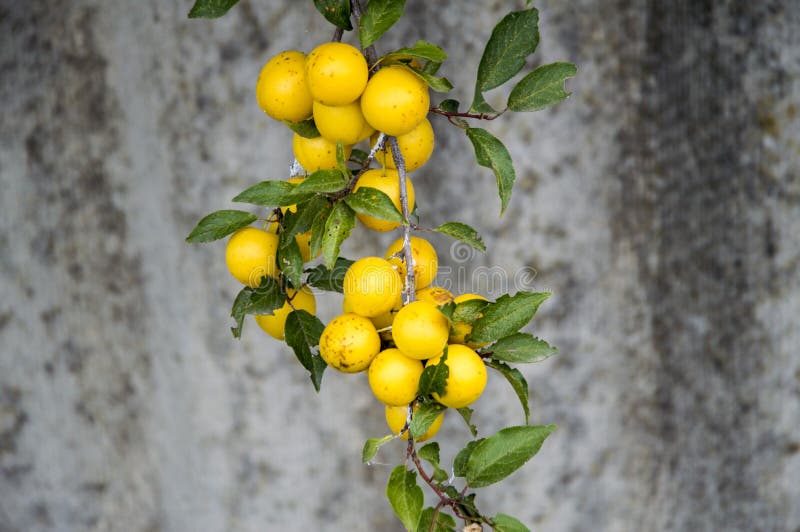 yellow cherry plum