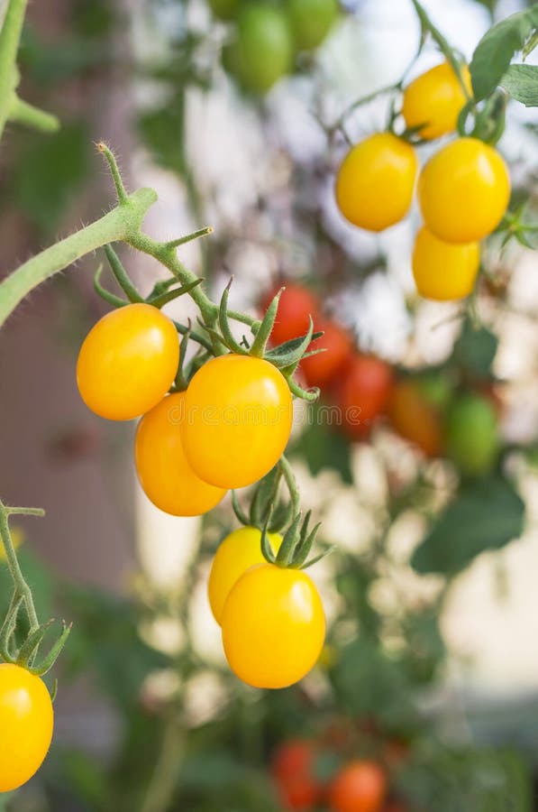 Yellow Cherry Tomatoes Growing in Garden Stock Image Image of fresh