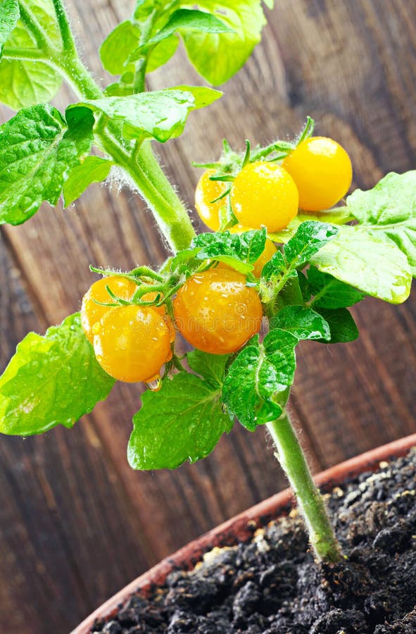 Cherry tomato stock photo. Image of yelow, terrace, fruit 20093806