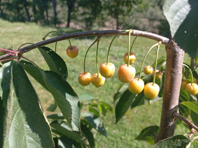 Yellow Cherry Tree Pakistan Stock Image Image of cherry, pakistan 274296947