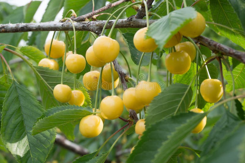 Yellow cherry tree stock image. Image of nature, closeup 31702447