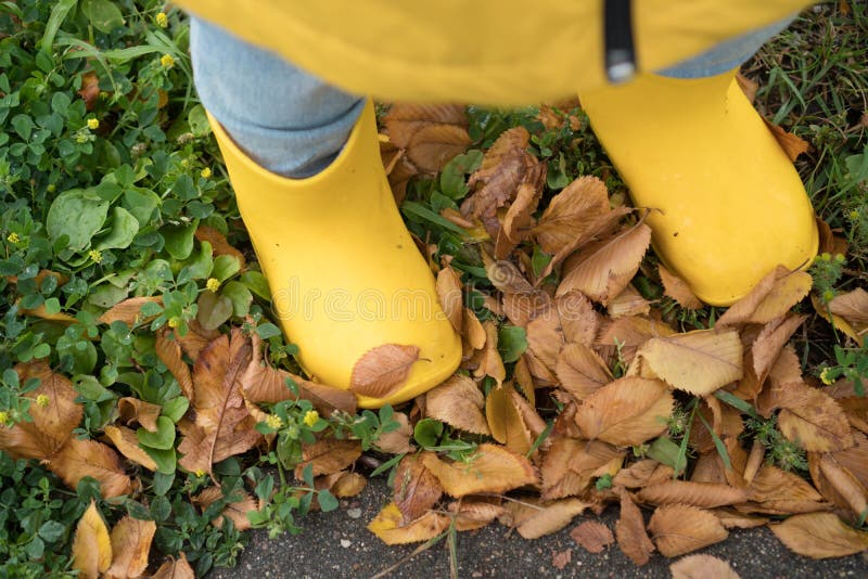 Yellow children’s rubber boots closeup on the grass in autumn leaves. Autumn walk with a child on a rainy day. For children`s stock photo Yellow children’s rubber boots closeup on the grass in autumn leaves. Autumn walk with a child on a rainy day. For children`s stock photo