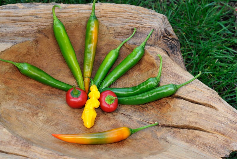 Yellow chili peppers sun stock image. Image of ghost 45705033