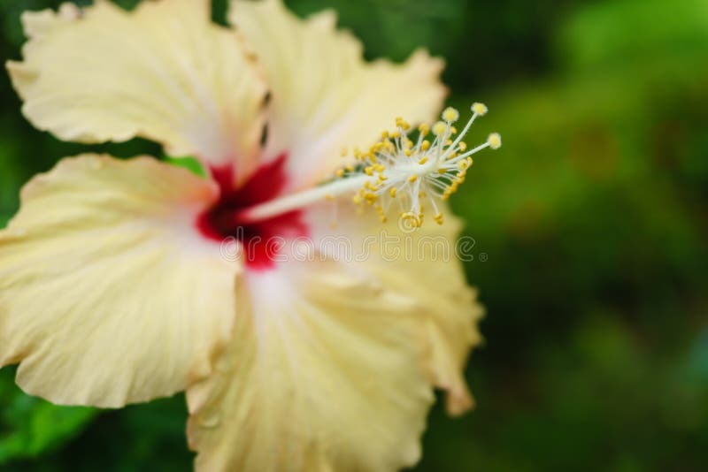 Yellow China Rose flower stock photo. Image of line, culture 62771068