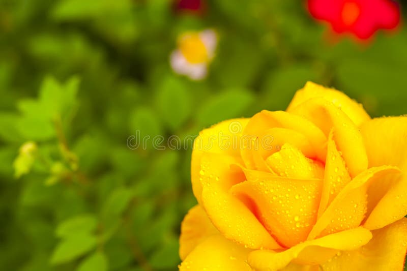 Yellow China Rose Rosa Chinensis Jacq Dewdrop Stock Photo - Image of ...